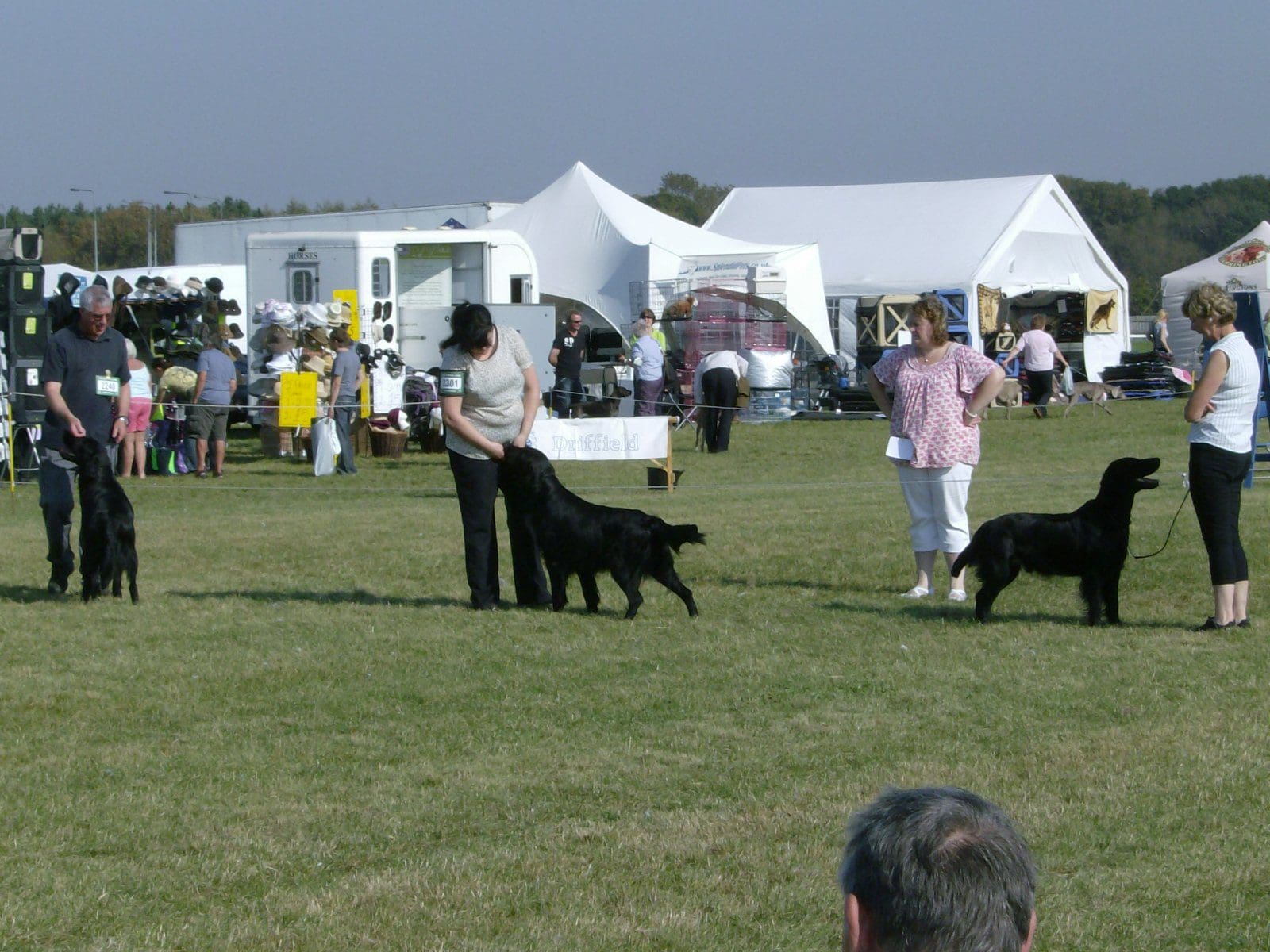 Driffield Championship Dog Show Wetherby Racecourse